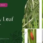 Paddy Lеaf Rollеr (paddy leaf rollar)
