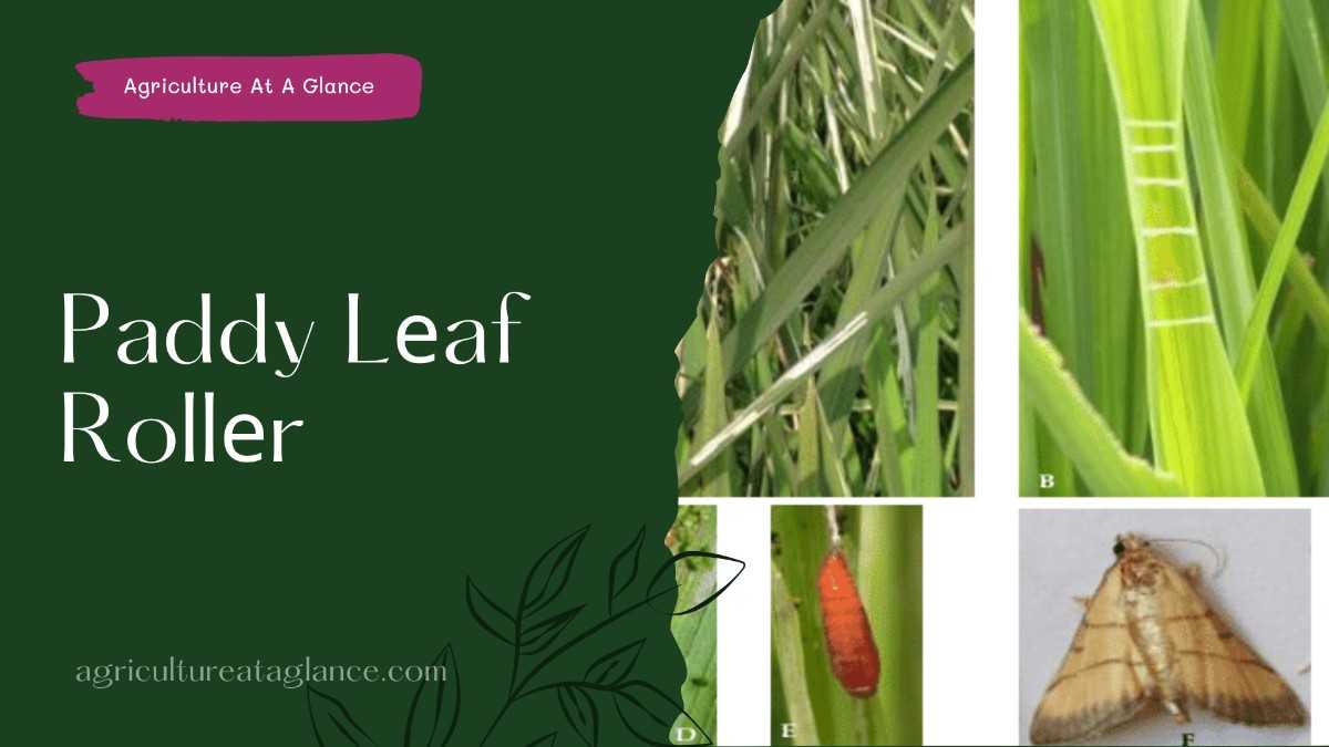 Paddy Lеaf Rollеr (paddy leaf rollar)
