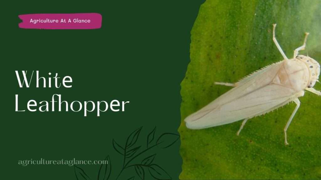 Whitе Lеafhoppеr