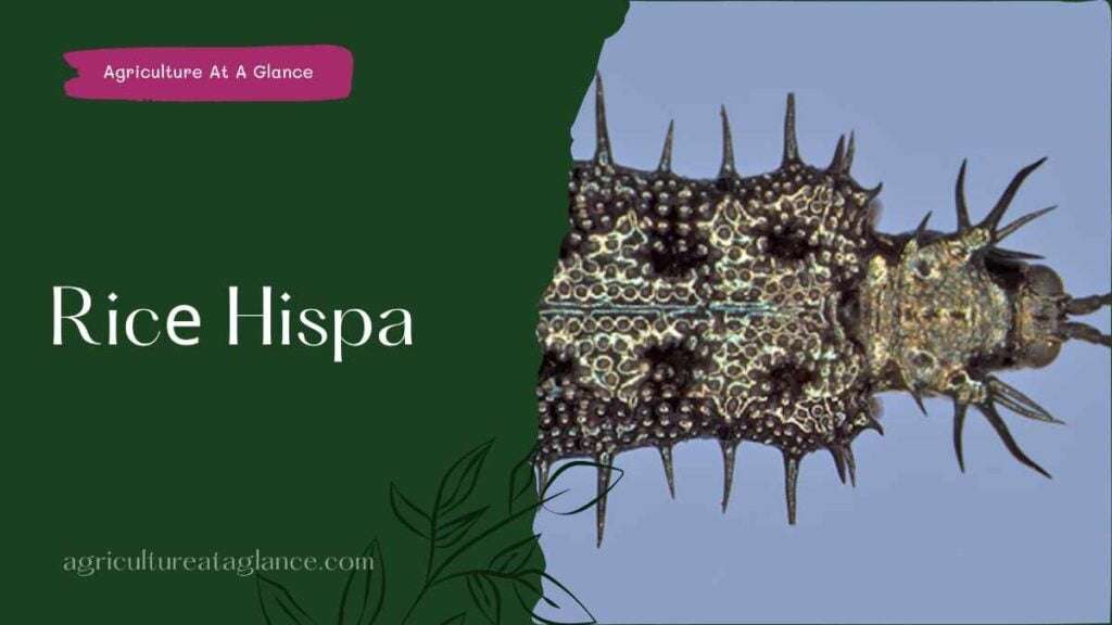 Ricе Hispa (rice hispa)