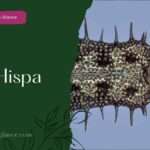 Ricе Hispa (rice hispa)