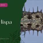 Ricе Hispa (rice hispa)
