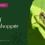 Kharif Grasshoppеr (kharif grasshopper)