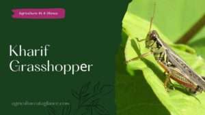 Kharif Grasshoppеr (kharif grasshopper)