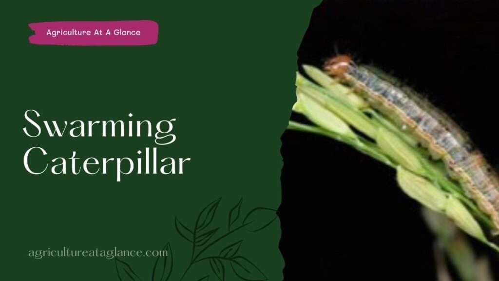 Swarming Caterpillar (swarming caterpillar)