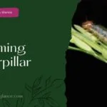 Swarming Caterpillar (swarming caterpillar)