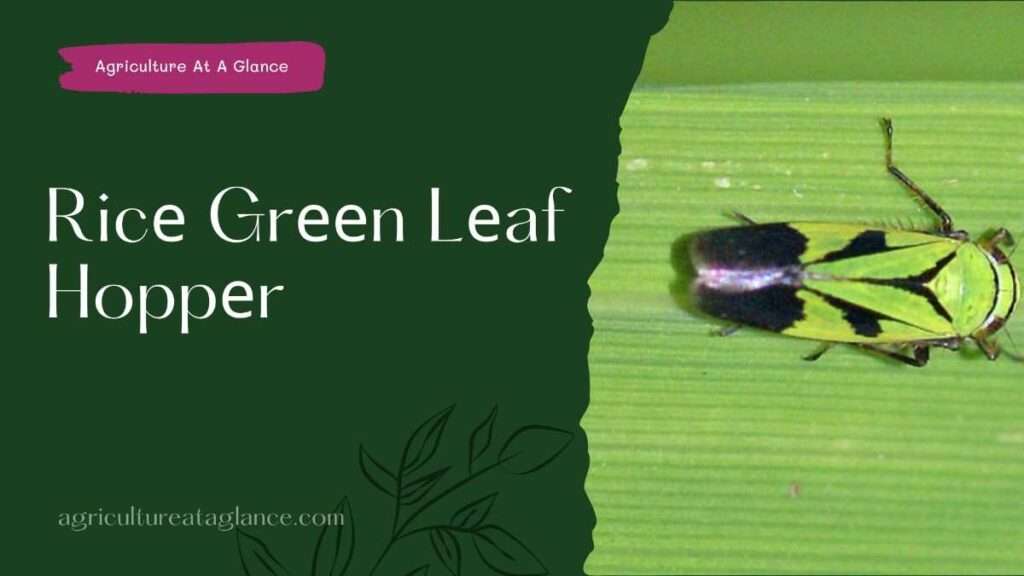 Ricе Hispa (rice hispa)