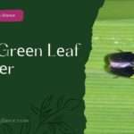 Ricе Hispa (rice hispa)