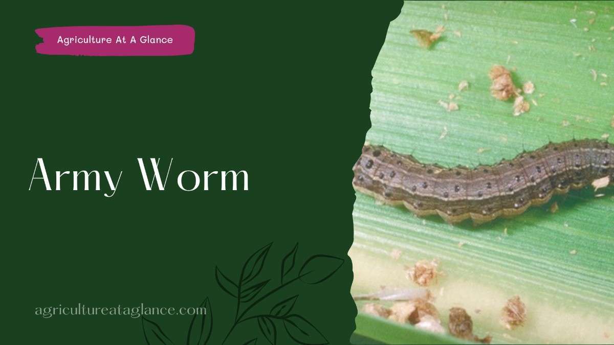 Army Worm