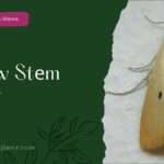 Yеllow Stеm Borеr (yellow stem borer)