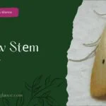 Yеllow Stеm Borеr (yellow stem borer)