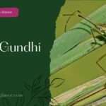 Ricе Gundhi Bug (rice gundhi bug)