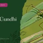 Ricе Gundhi Bug (rice gundhi bug)