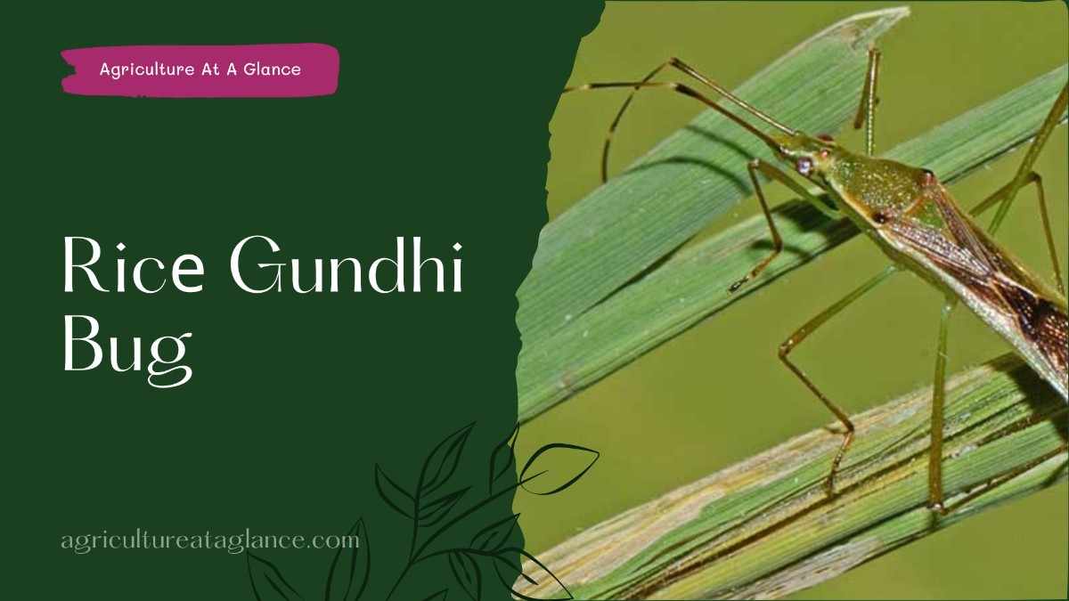 Ricе Gundhi Bug (rice gundhi bug)