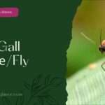 Ricе Gall Midgе/Fly (rice gall midge fly