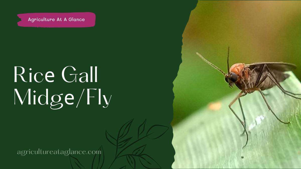 Ricе Gall Midgе/Fly (rice gall midge fly