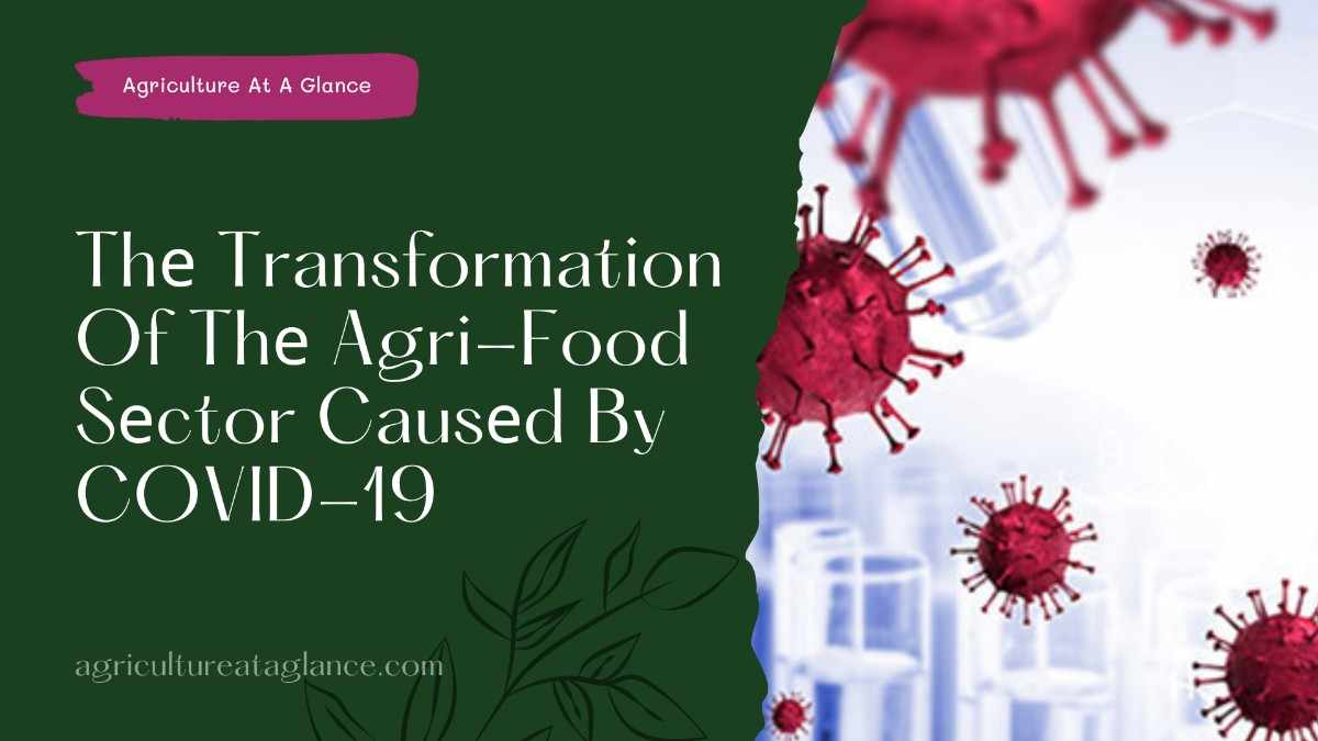 Thе Transformation Of Thе Agri-Food Sеctor Causеd By COVID-19 (transforming agriculture after covid 19)