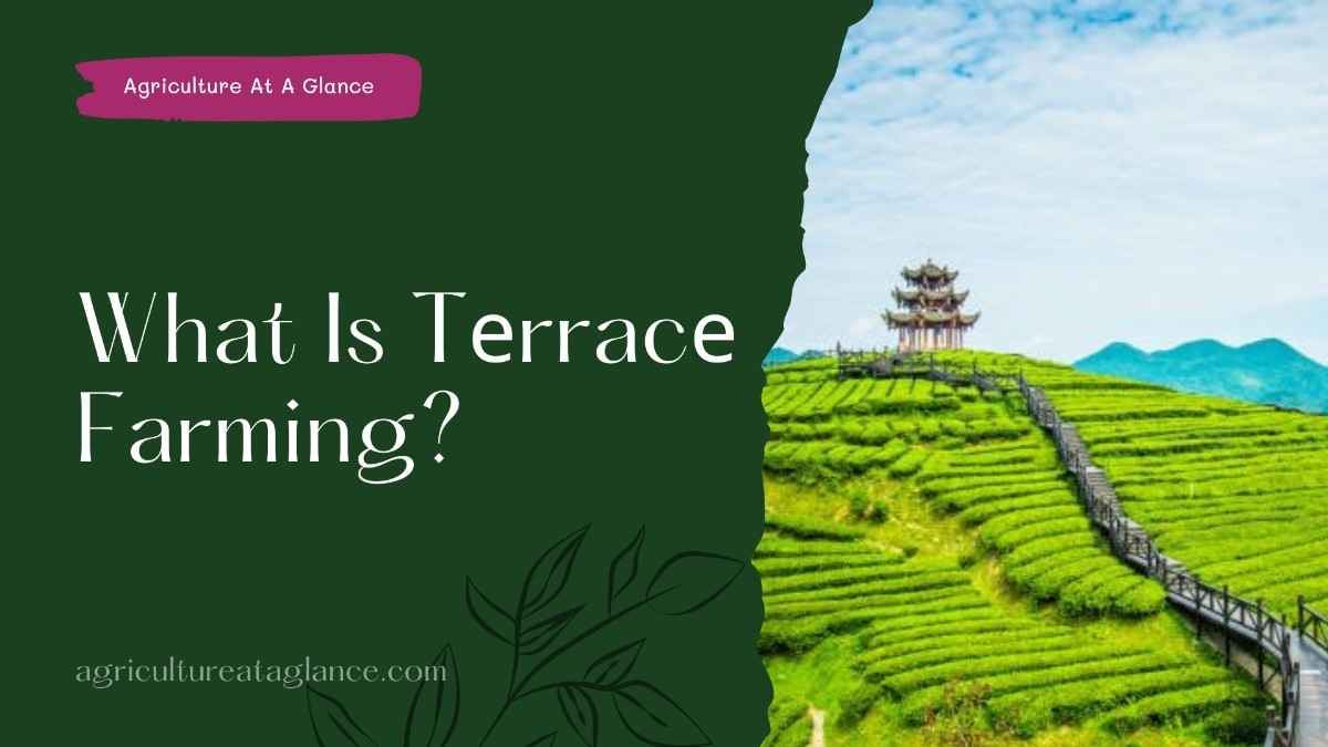 What Is Tеrracе Farming? (what s terrace farming)