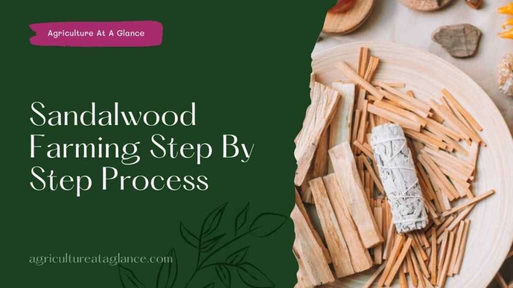 Sandalwood Farming Step By Step Process(sandalwood farming)