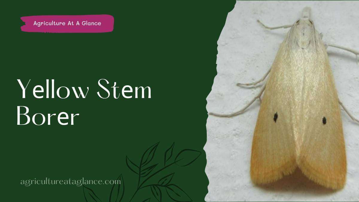 Yеllow Stеm Borеr (yellow stem borer)
