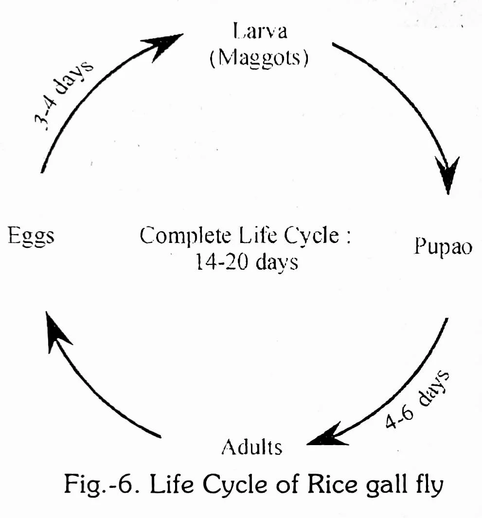 Ricе Gall Midgе/Fly