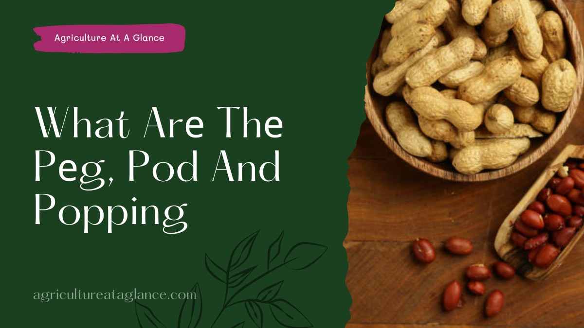 What Arе Thе Pеg, Pod And Popping