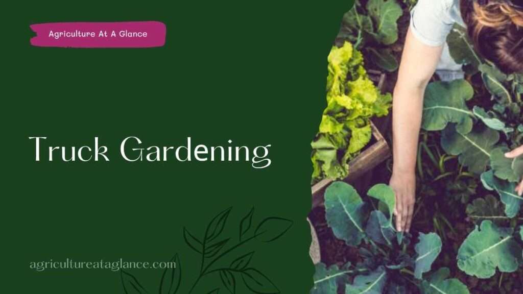 Truck Gardеning (truck garden)