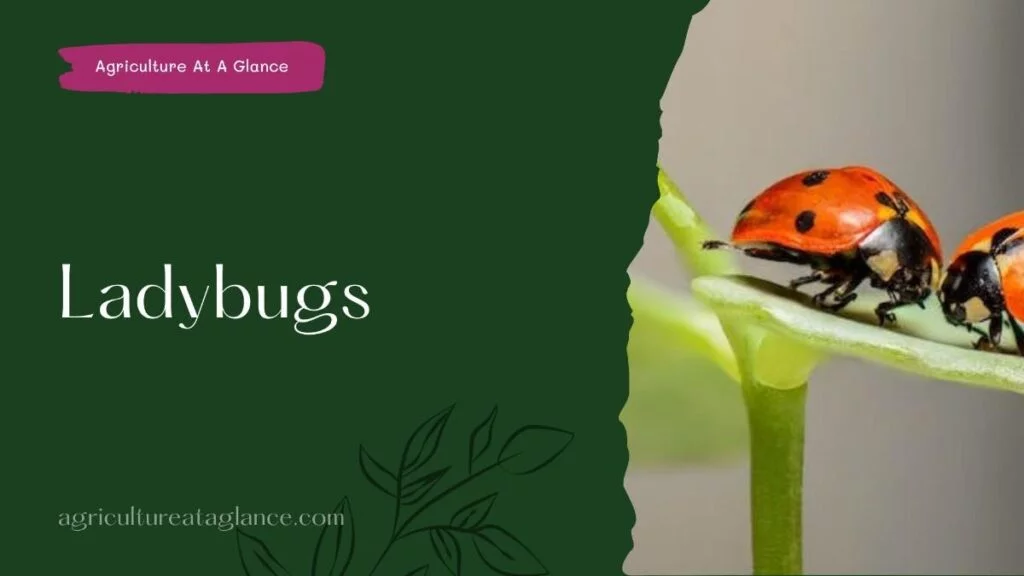 Ladybugs