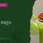 Ladybugs