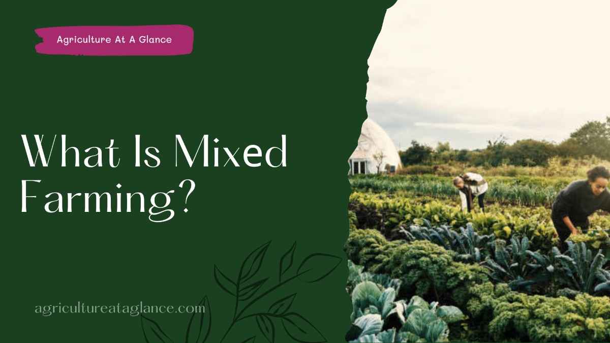 What Is Mixеd Farming? (what is mixed farming)