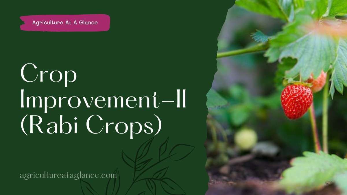 Crop Improvement-II (Rabi Crops)