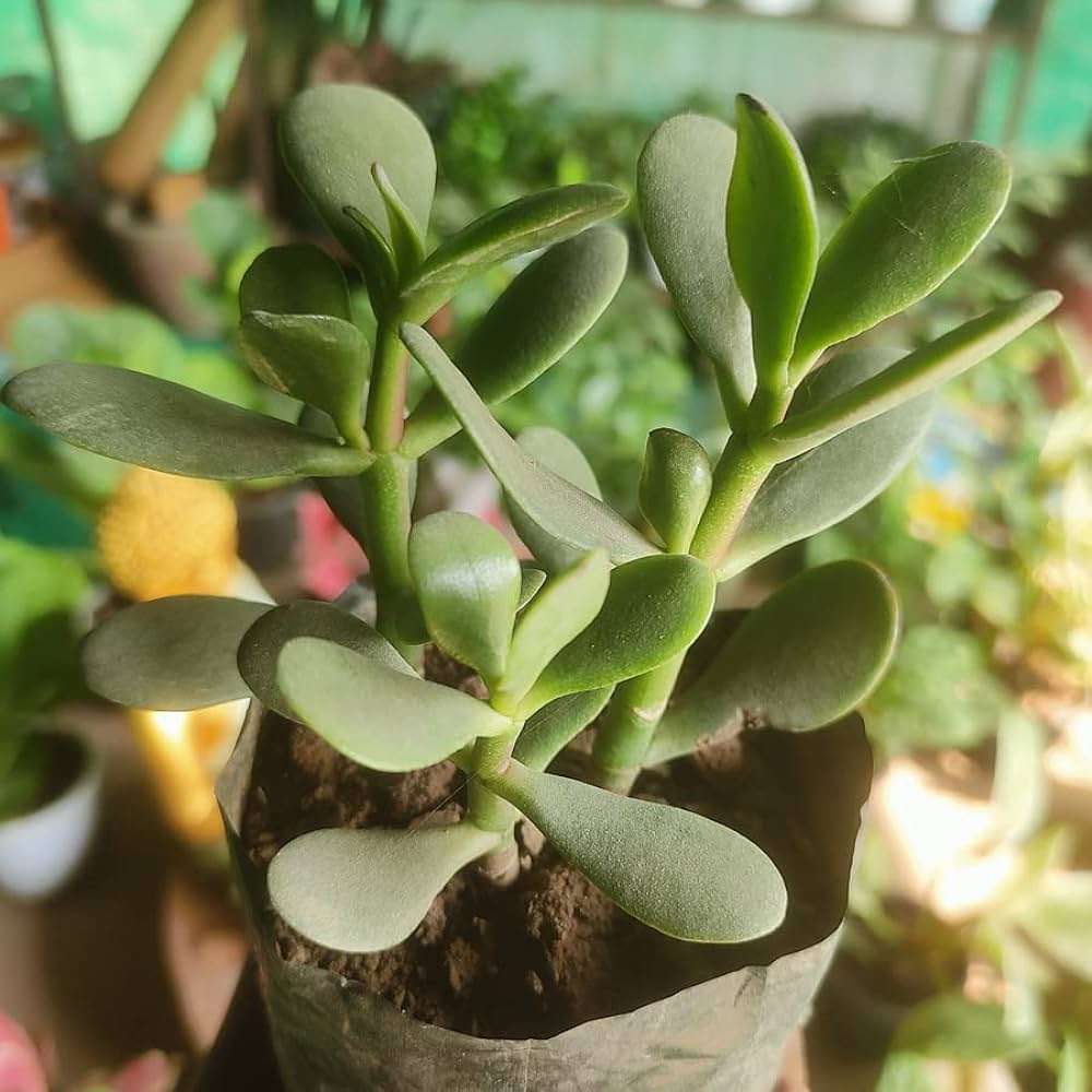 Crassula Ovata Plant