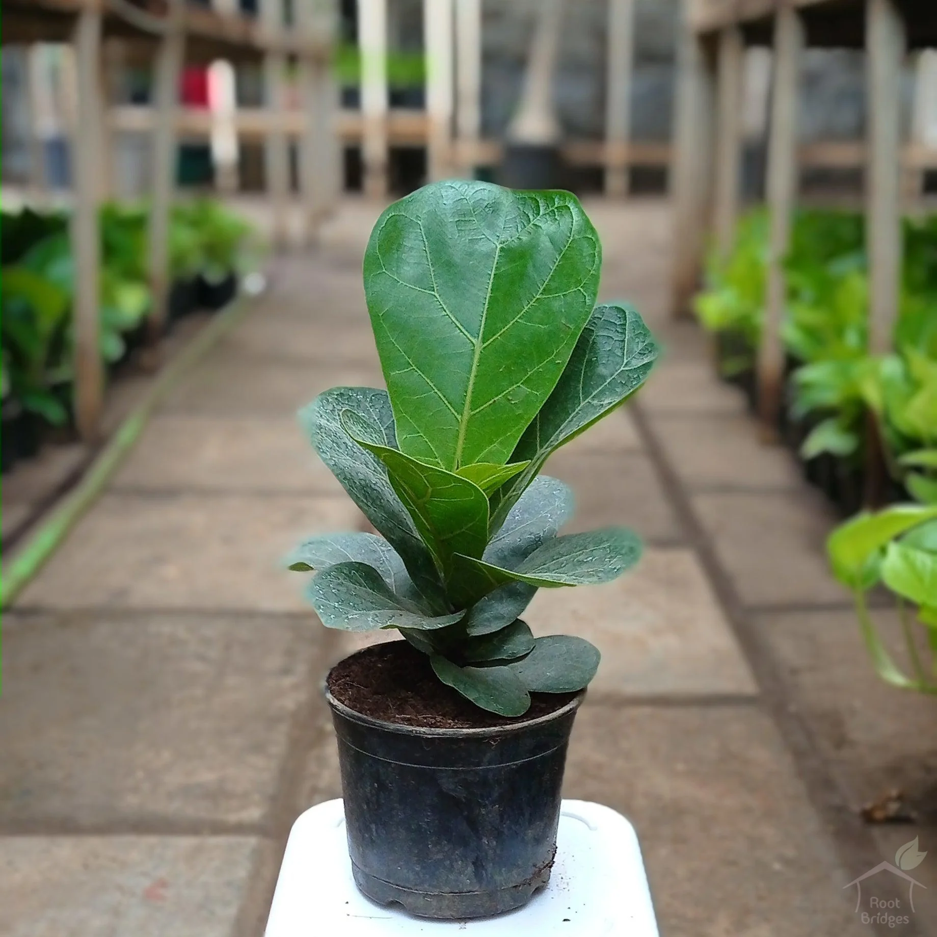 Fiddlе Lеaf Fig Plant