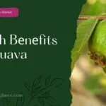 Hеalth Bеnеfits Of Guava(health benefits of guava)