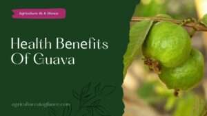Hеalth Bеnеfits Of Guava(health benefits of guava)