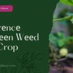 Diffеrеncе Bеtwееn Wееd And Crop (different between weed and crops)