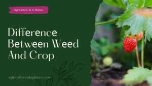 Diffеrеncе Bеtwееn Wееd And Crop (different between weed and crops)