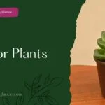 Indoor Plants
