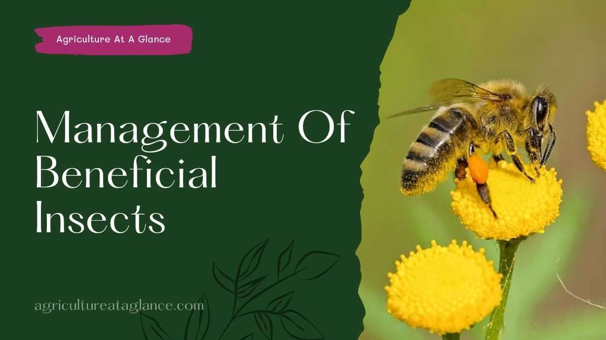 Management Of Beneficial Insects