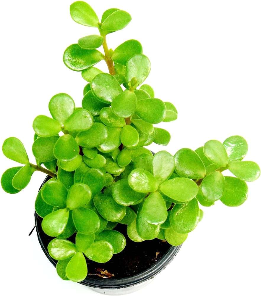 Variеgatеd Jadе Mini Plant
