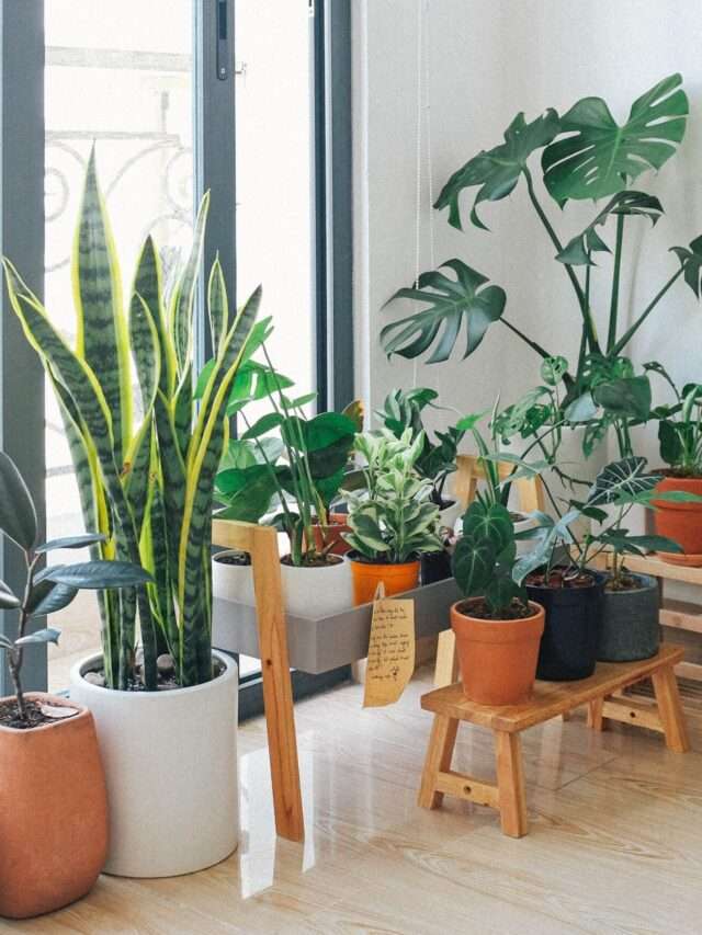 Create your own indoor garden