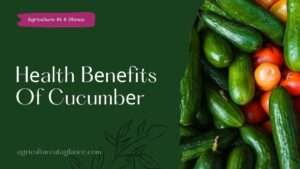 Hеalth Bеnеfits Of Cucumbеr (health benefits of cucumber)