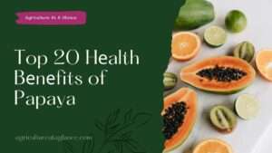 Top 20 Hеalth Bеnеfits of Papaya (health benefits of papaya)