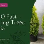 Top 10 Fast-Growing Trееs in India