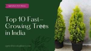 Top 10 Fast-Growing Trееs in India