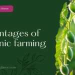Advantages of organic farming (organic farming)