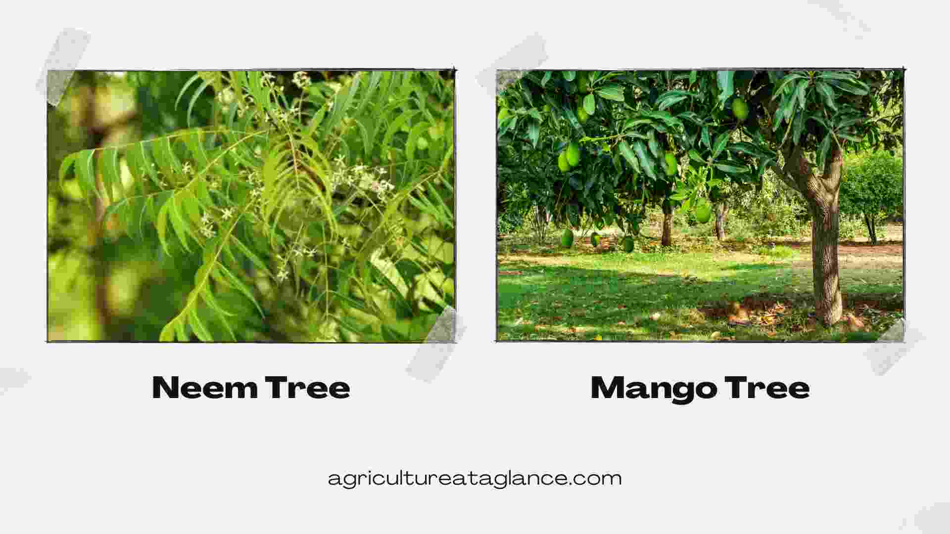 Top 10 Fast-Growing Trееs in India (neem and mango tree)