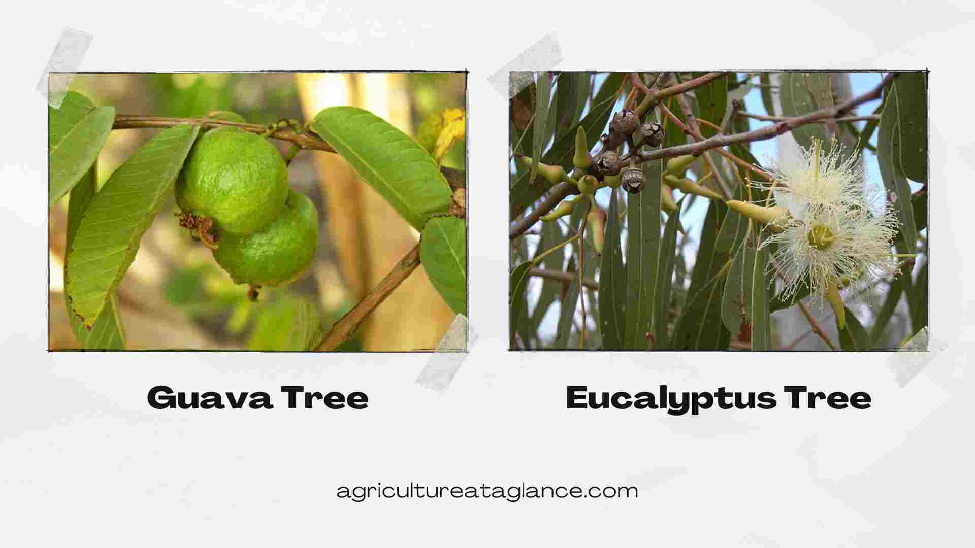 Top 10 Fast-Growing Trееs in India (guava tree)