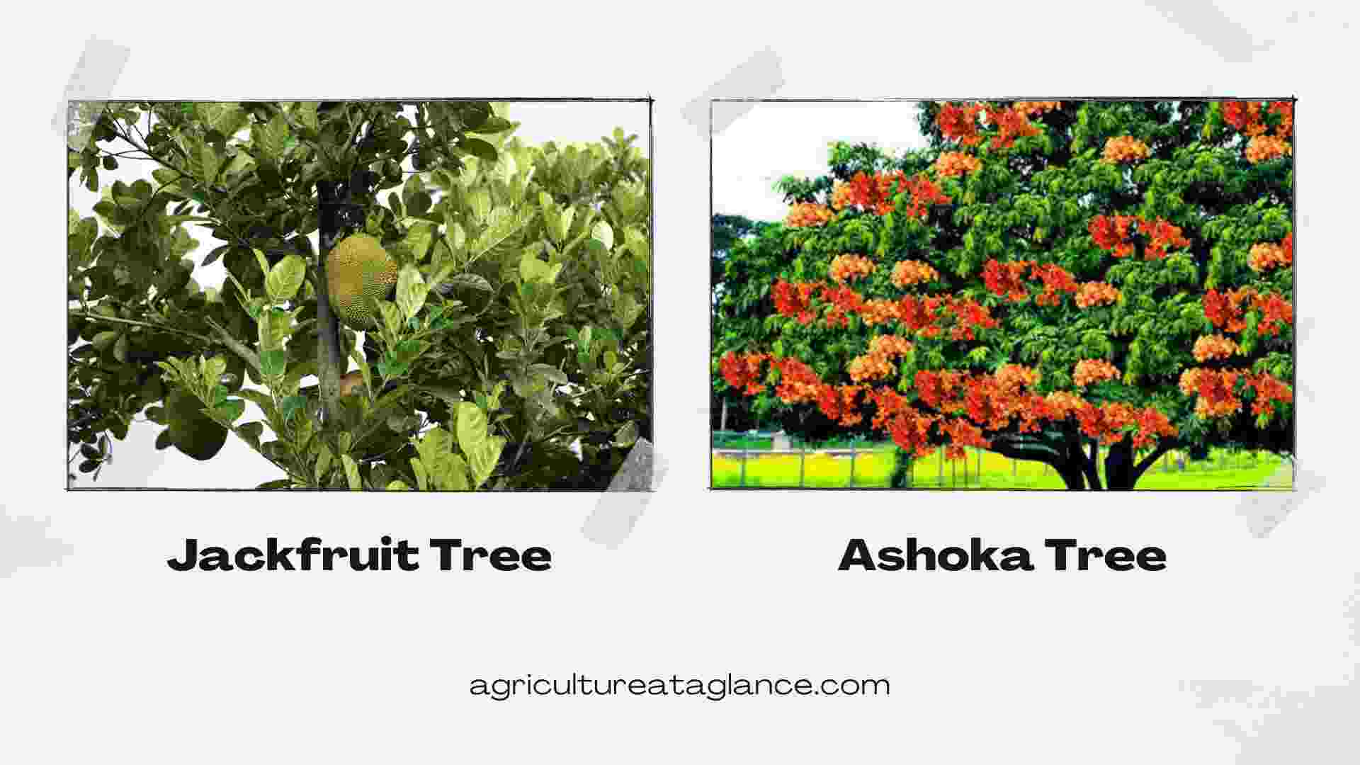 Top 10 Fast-Growing Trееs in India (jackfruit and ashoka tree)