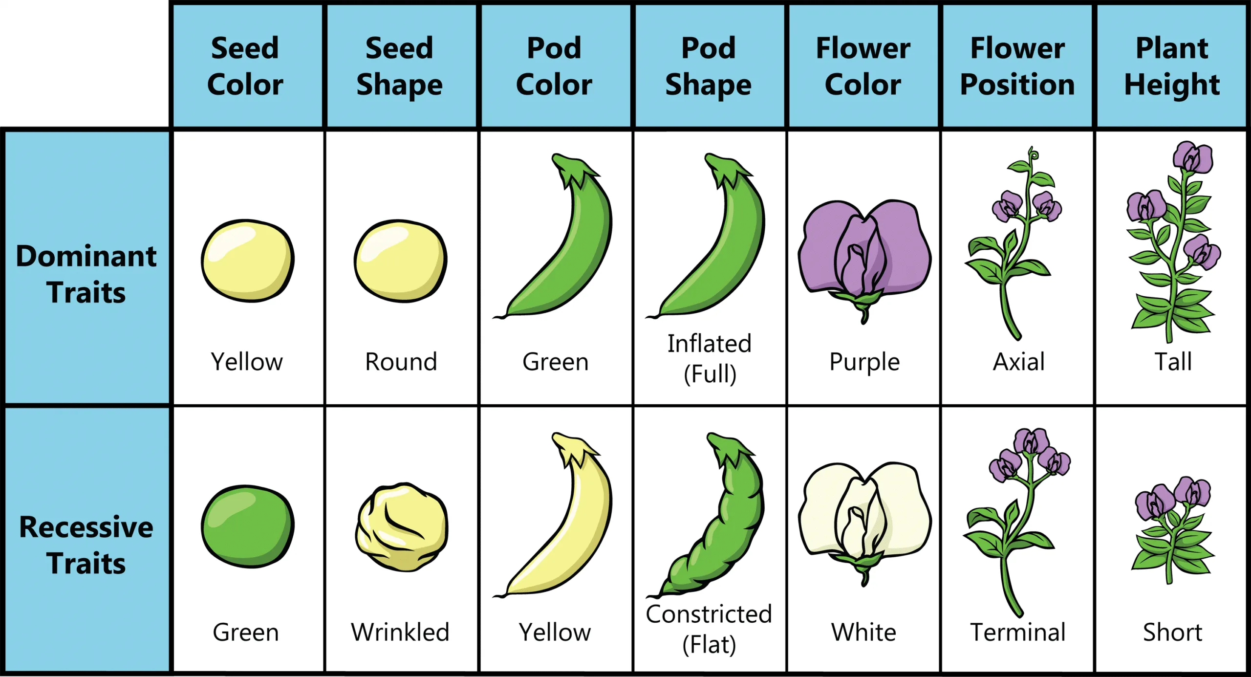 mendel's pea plant characteristics
